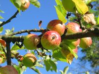 Bio-Apfelnbaum mit rot-gr&uuml;nen &Auml;pfeln