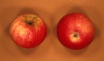 Apfelsorte Discovery bei Baumschule Brenninger